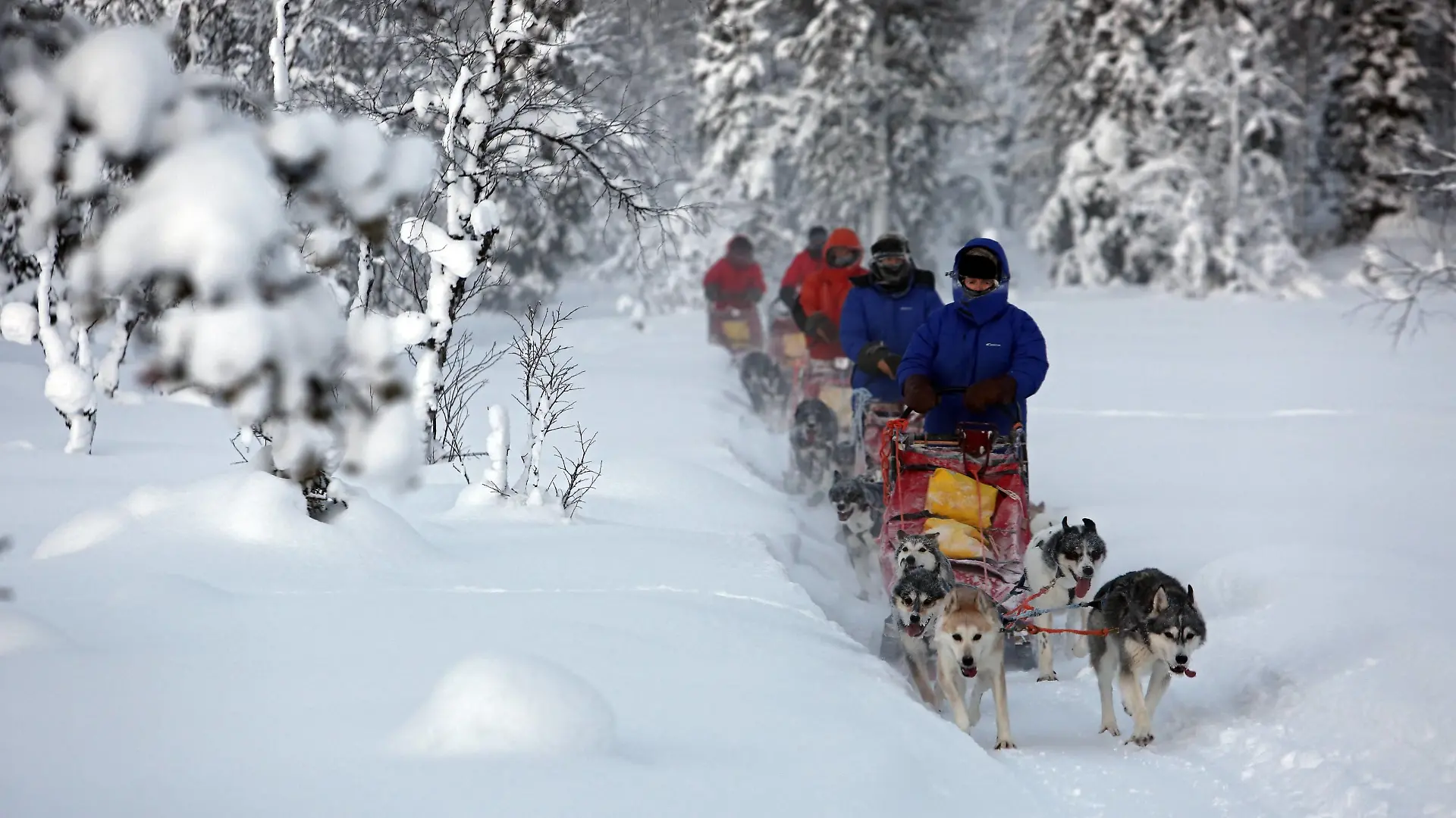 20.01.2016, Aekaeskero, Lappland, Finnland - Menschen fahren mit Hundeschlitten durch die unberuehrte Natur. 00S160120D236.JPG MODEL RELEASE: YES, PROPERTY RELEASE: NO MR:Y
20 01 2016 Aekaeskero Lapland Finland People drive with Sled dogs through the pristine Nature JPG Model Release Yes Property Release No Mr y