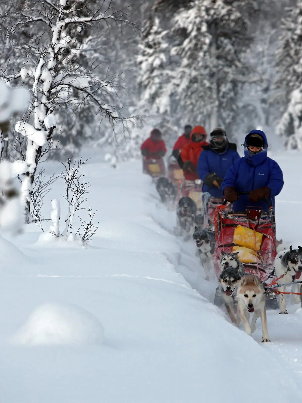 20.01.2016, Aekaeskero, Lappland, Finnland - Menschen fahren mit Hundeschlitten durch die unberuehrte Natur. 00S160120D236.JPG MODEL RELEASE: YES, PROPERTY RELEASE: NO MR:Y

20 01 2016 Aekaeskero Lapland Finland People drive with Sled dogs through the pristine Nature  JPG Model Release Yes Property Release No Mr y  