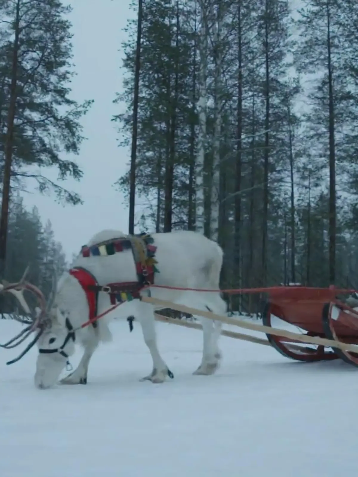 Bild zu: "Santa Village: So lebt der Weihnachtsmann am Polarkreis"