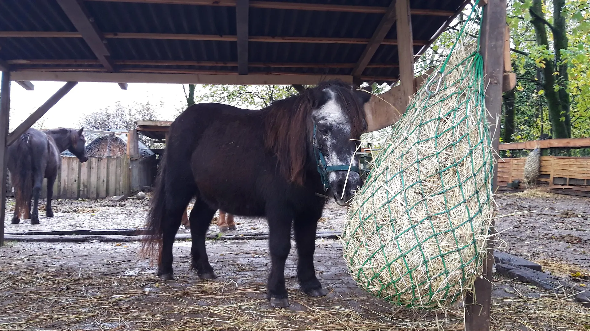 altes schwarzes Pony frisst