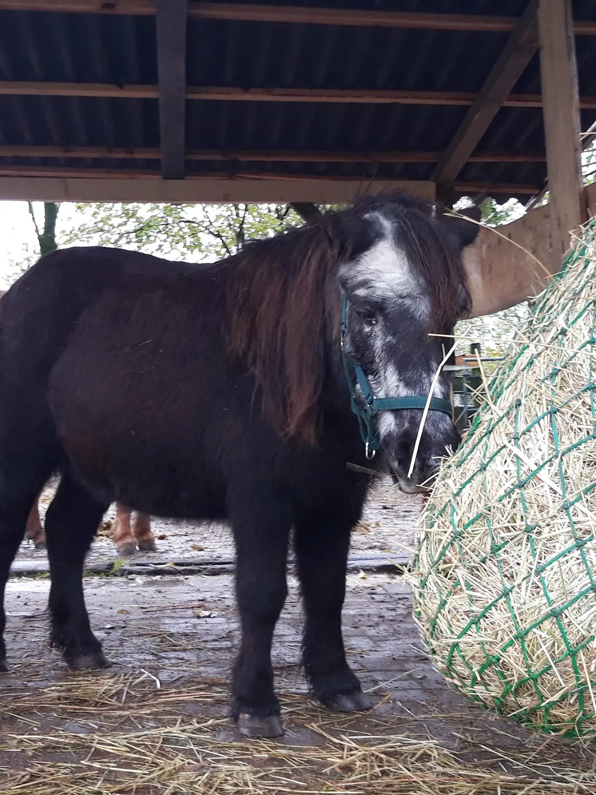 altes schwarzes Pony frisst
