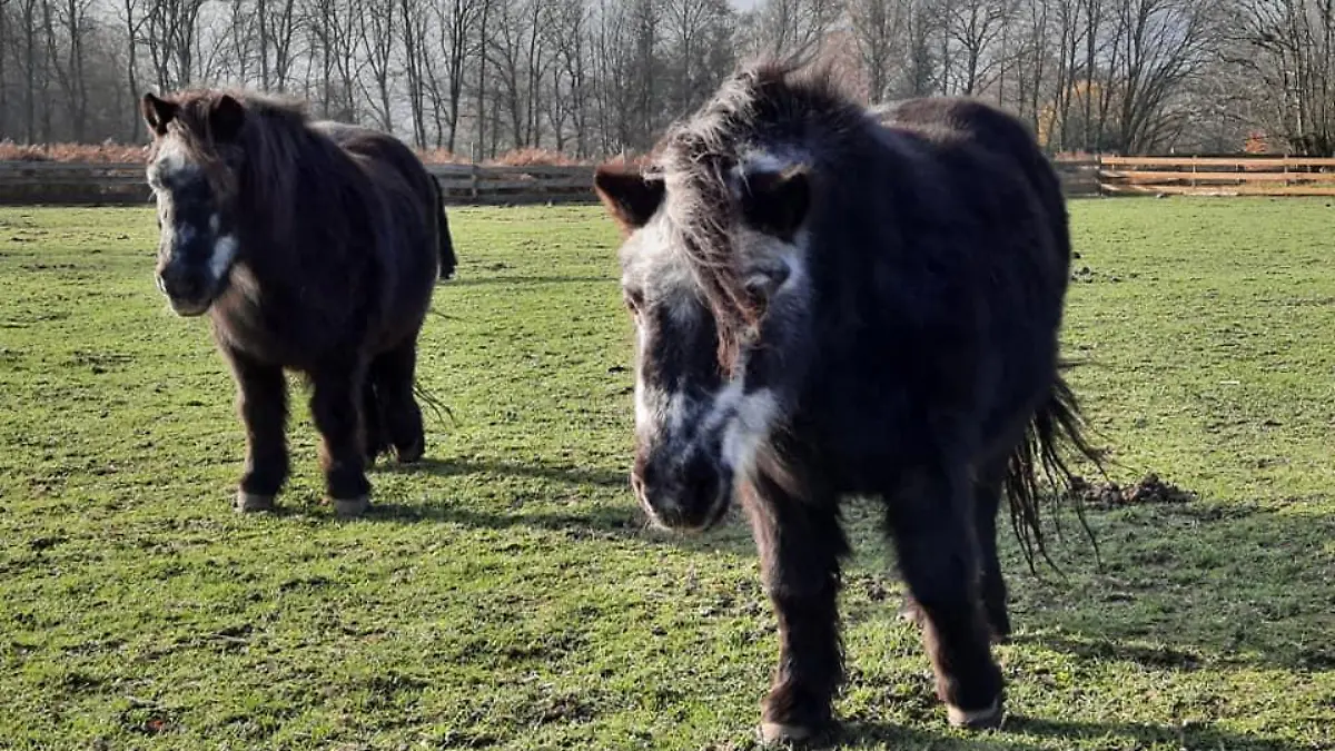 pony frieda und max auf der weide