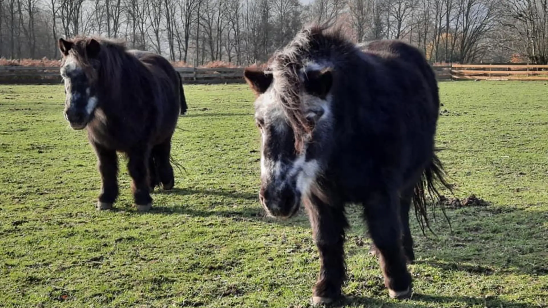 pony frieda und max auf der weide