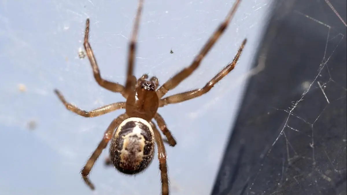 Edle Kugelspinne überträgt Gift und Bakterien.