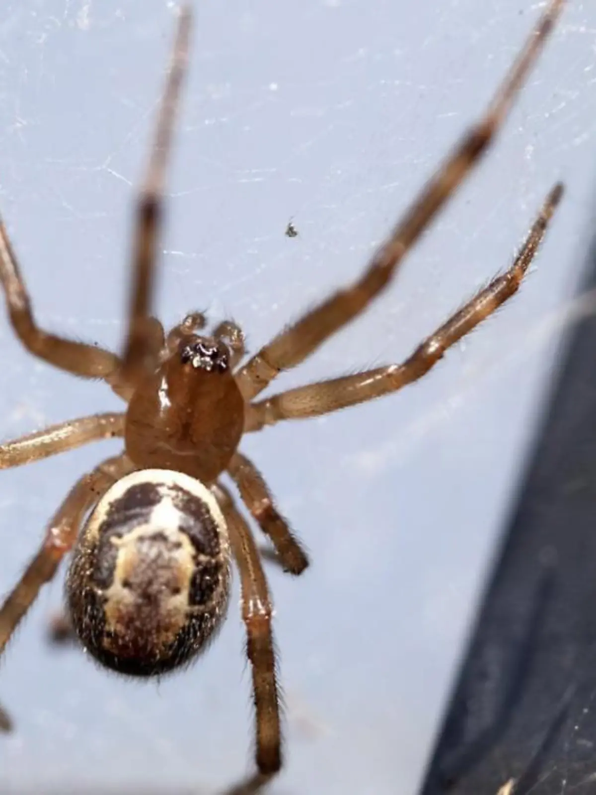 Edle Kugelspinne überträgt Gift und Bakterien.