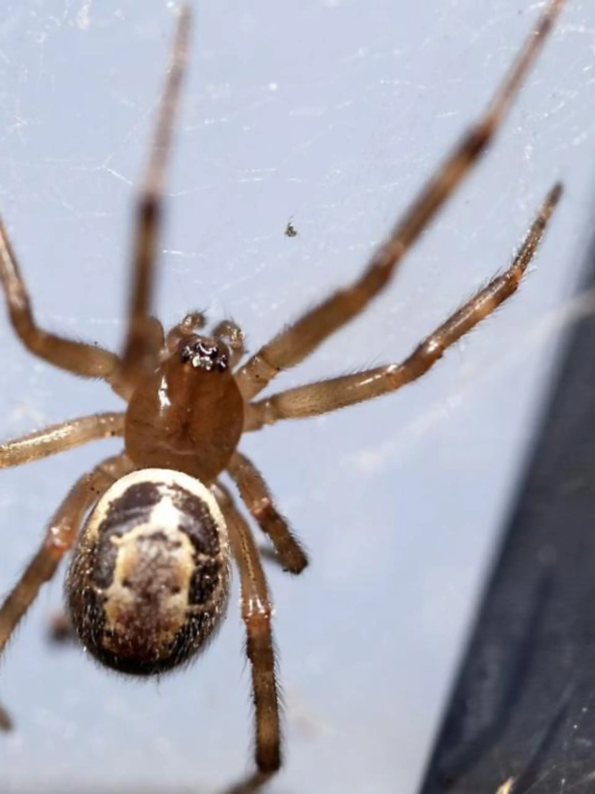 Edle Kugelspinne überträgt Gift und Bakterien.