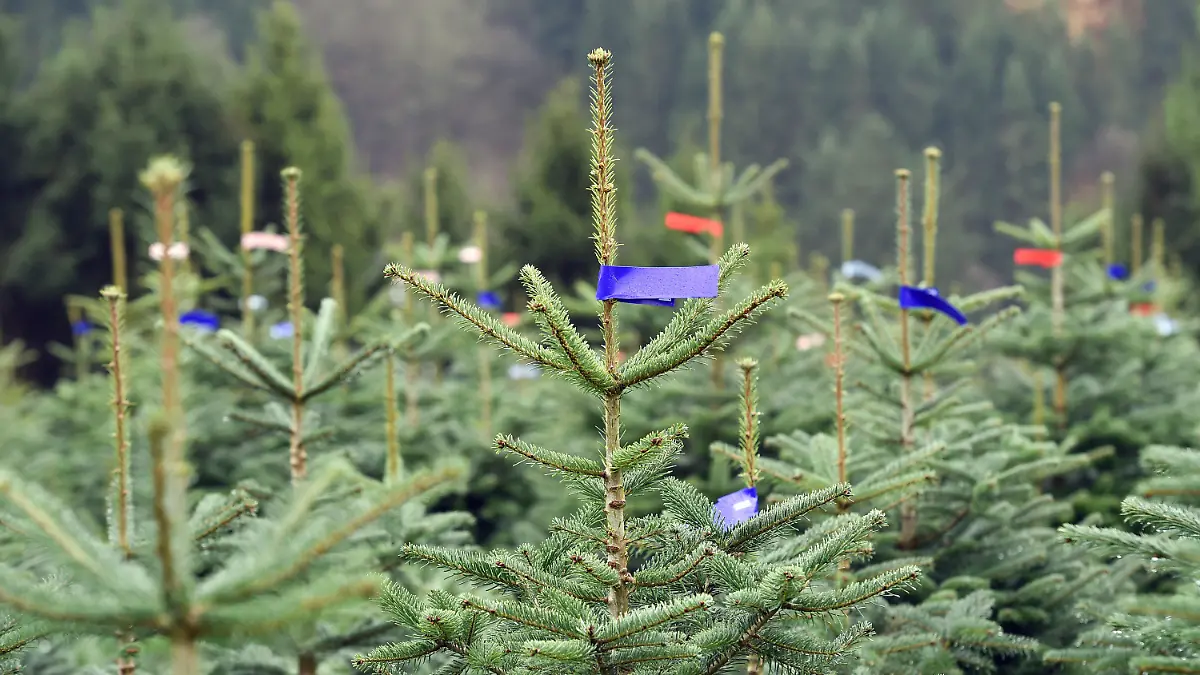 ARCHIV - 15.11.2017, Nordrhein-Westfalen, Schmallenberg: Nordmanntannen, die als Weihnachtsbäume verkauft werden sollen, stehen nebeneinander auf einem Hang. Weihnachtsbäume werden in diesem Jahr in Nordrhein-Westfalen voraussichtlich teurer. (zu dpa «Weihnachtsbäume werden wohl teurer - trotzdem rege Nachfrage erwartet») Foto: Caroline Seidel/dpa +++ dpa-Bildfunk +++