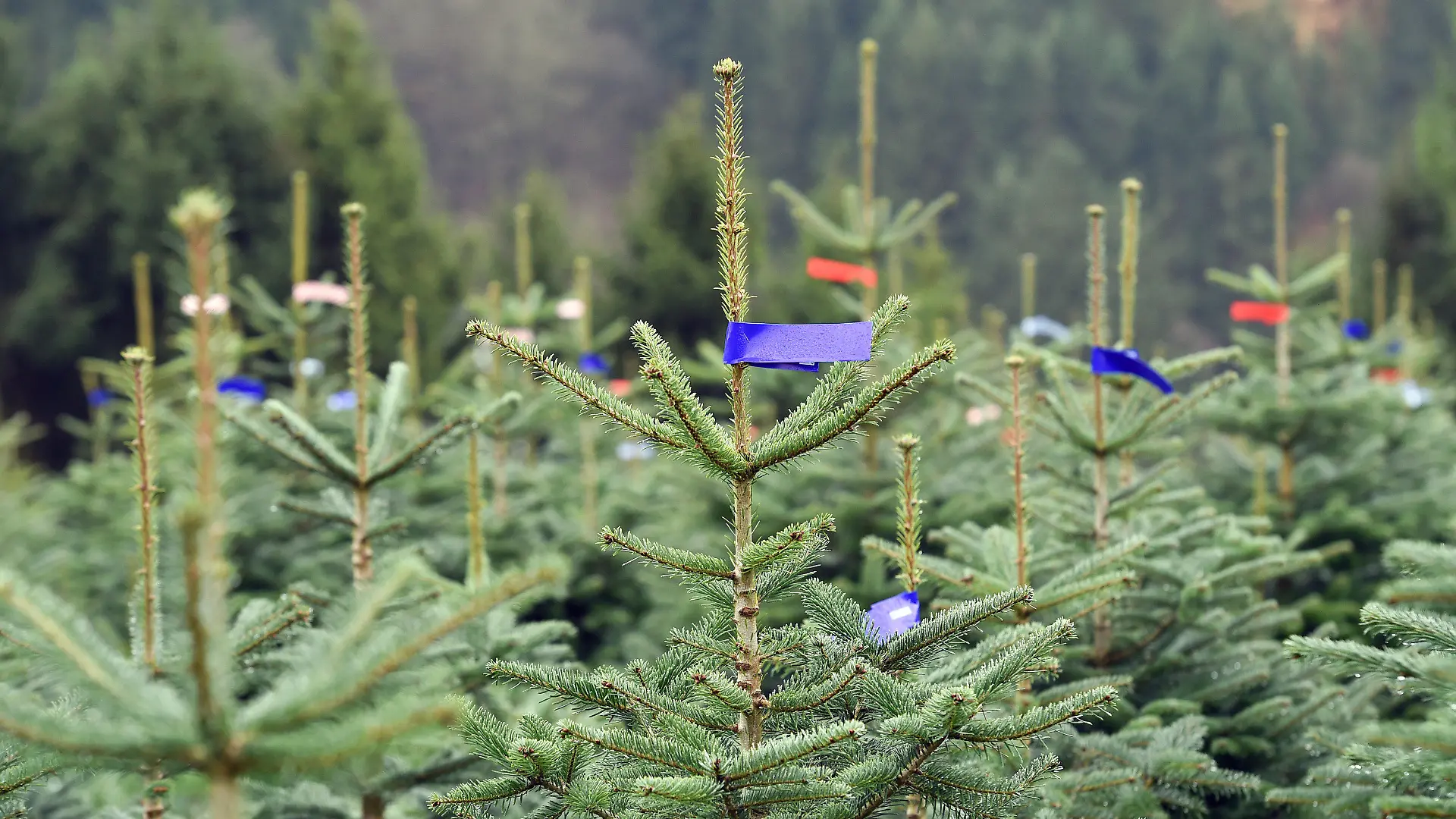 ARCHIV - 15.11.2017, Nordrhein-Westfalen, Schmallenberg: Nordmanntannen, die als Weihnachtsbäume verkauft werden sollen, stehen nebeneinander auf einem Hang. Weihnachtsbäume werden in diesem Jahr in Nordrhein-Westfalen voraussichtlich teurer. (zu dpa «Weihnachtsbäume werden wohl teurer - trotzdem rege Nachfrage erwartet») Foto: Caroline Seidel/dpa +++ dpa-Bildfunk +++