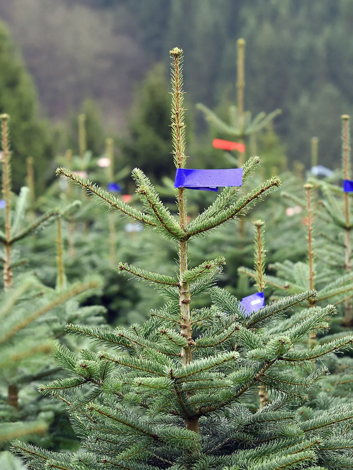 ARCHIV - 15.11.2017, Nordrhein-Westfalen, Schmallenberg: Nordmanntannen, die als Weihnachtsbäume verkauft werden sollen, stehen nebeneinander auf einem Hang. Weihnachtsbäume werden in diesem Jahr in Nordrhein-Westfalen voraussichtlich teurer. (zu dpa «Weihnachtsbäume werden wohl teurer - trotzdem rege Nachfrage erwartet») Foto: Caroline Seidel/dpa +++ dpa-Bildfunk +++