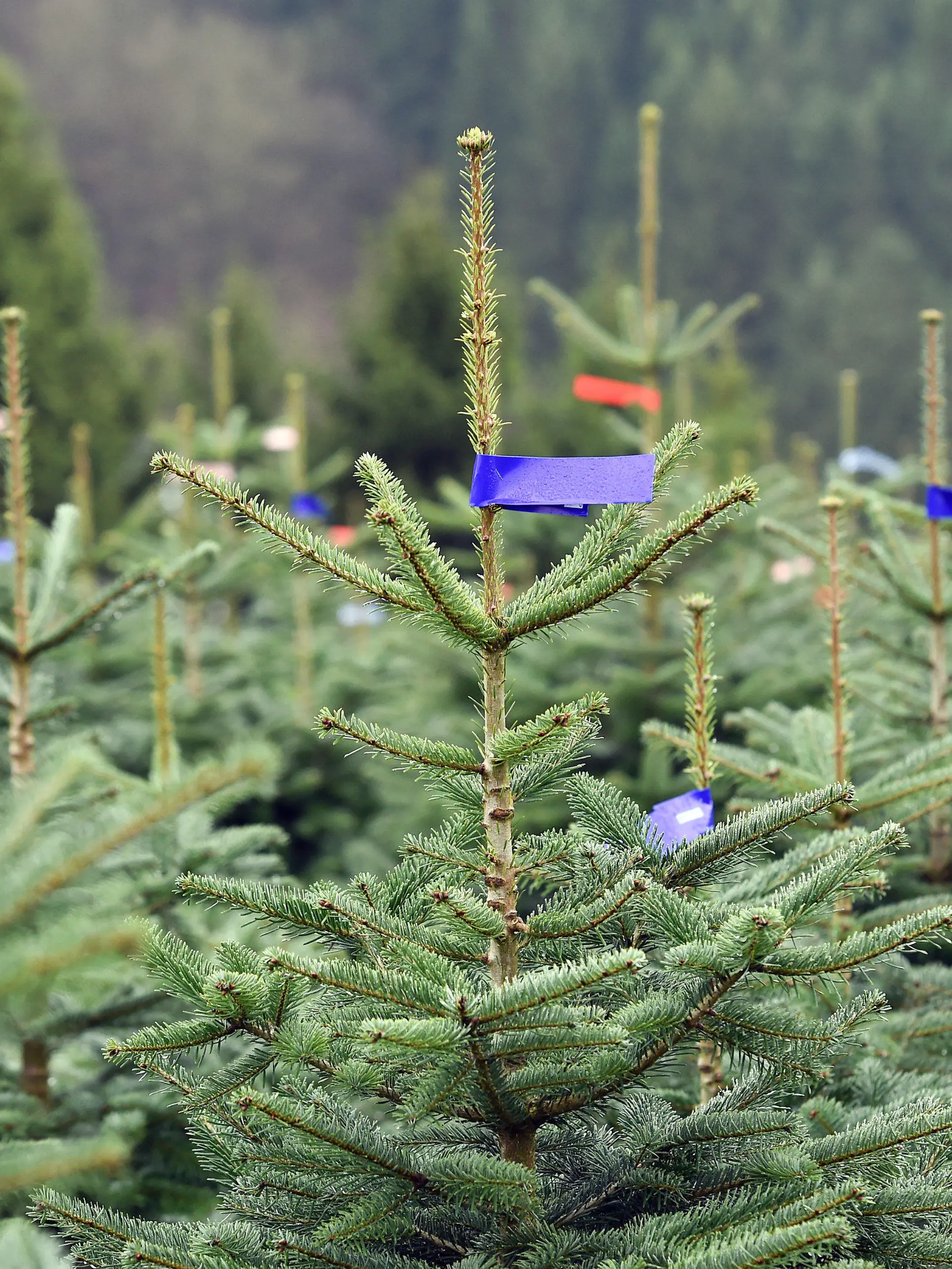 ARCHIV - 15.11.2017, Nordrhein-Westfalen, Schmallenberg: Nordmanntannen, die als Weihnachtsbäume verkauft werden sollen, stehen nebeneinander auf einem Hang. Weihnachtsbäume werden in diesem Jahr in Nordrhein-Westfalen voraussichtlich teurer. (zu dpa «Weihnachtsbäume werden wohl teurer - trotzdem rege Nachfrage erwartet») Foto: Caroline Seidel/dpa +++ dpa-Bildfunk +++