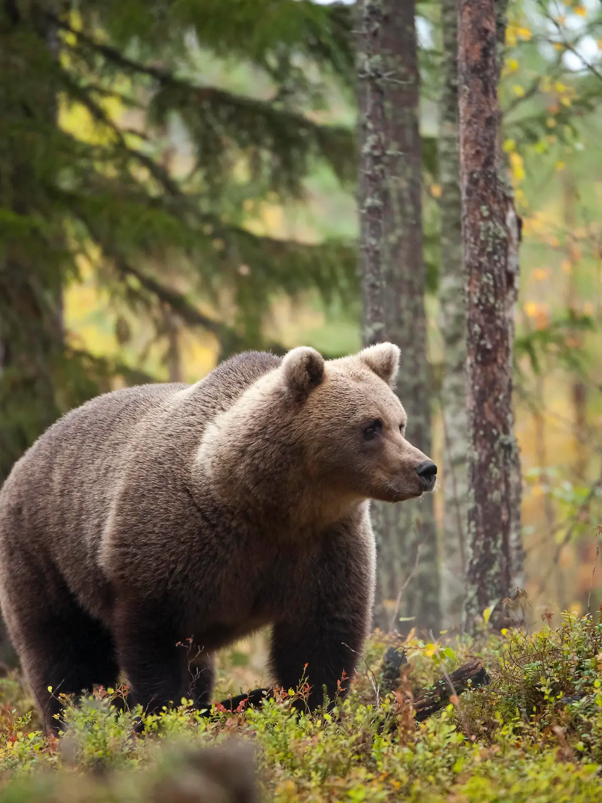 Finland, Kuhmo, North Karelia, Kainuu, Brown bear Ursus arctos in forest ZCF00917 