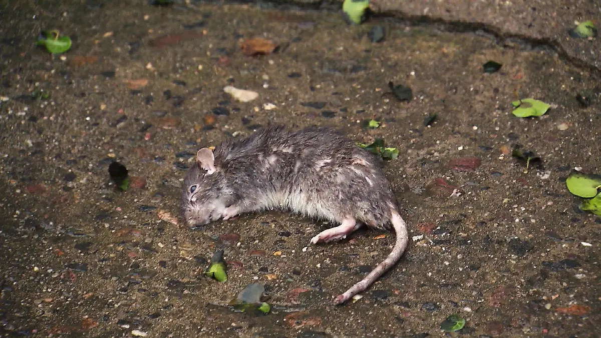 Tote Ratte.