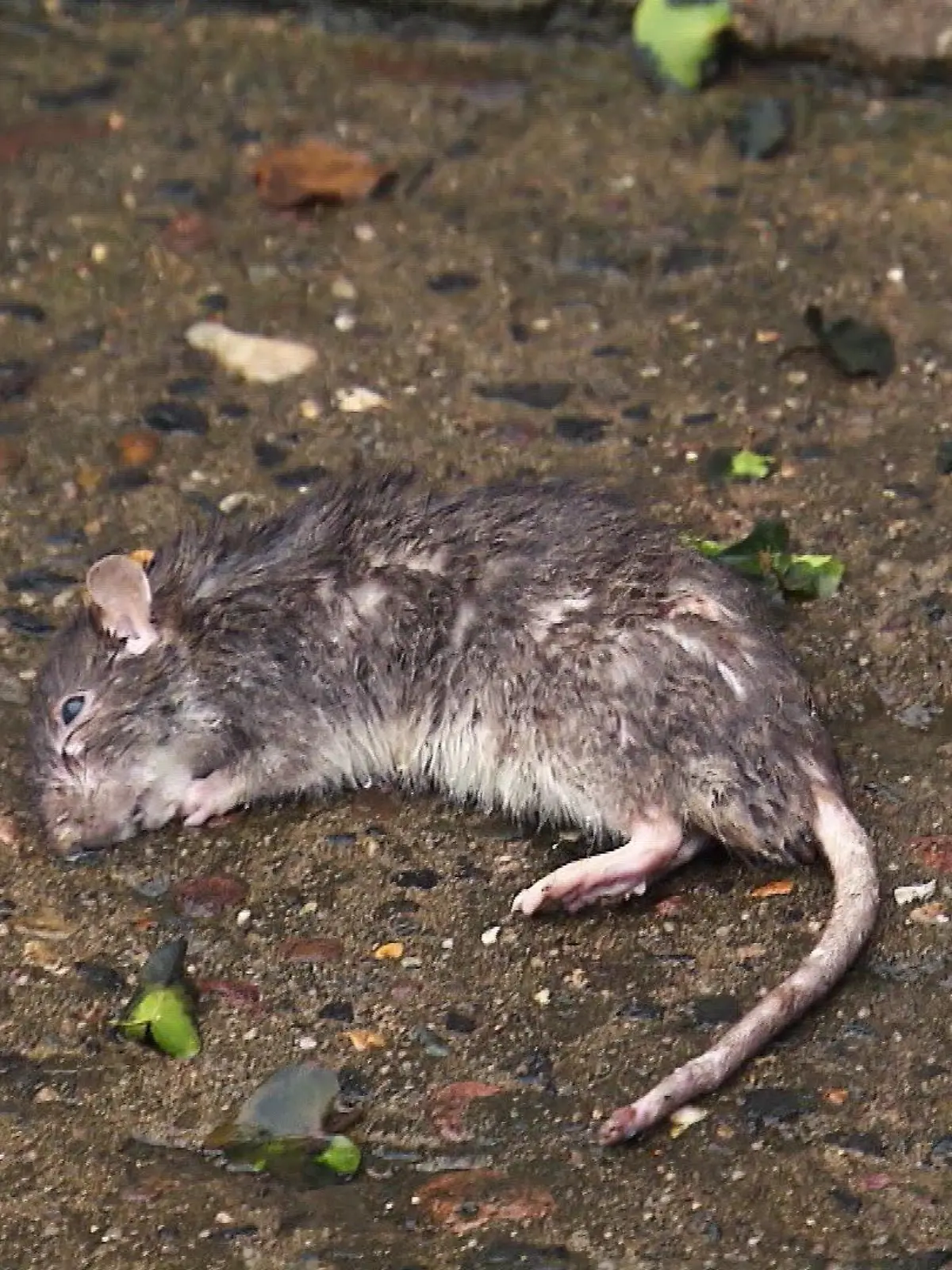 Tote Ratte.