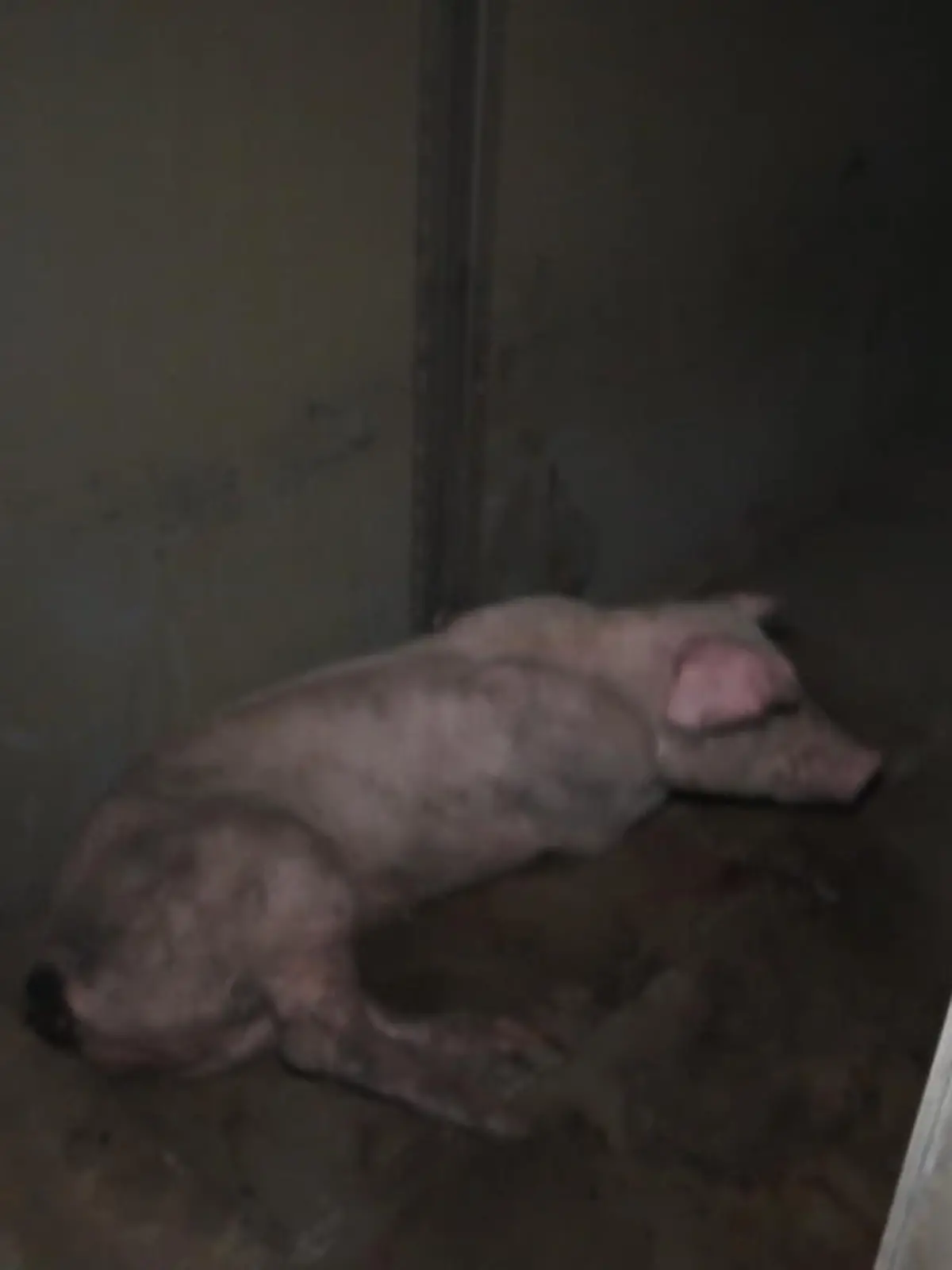 Bild zu: "Bauern rechtfertigen die Tierquälerei"