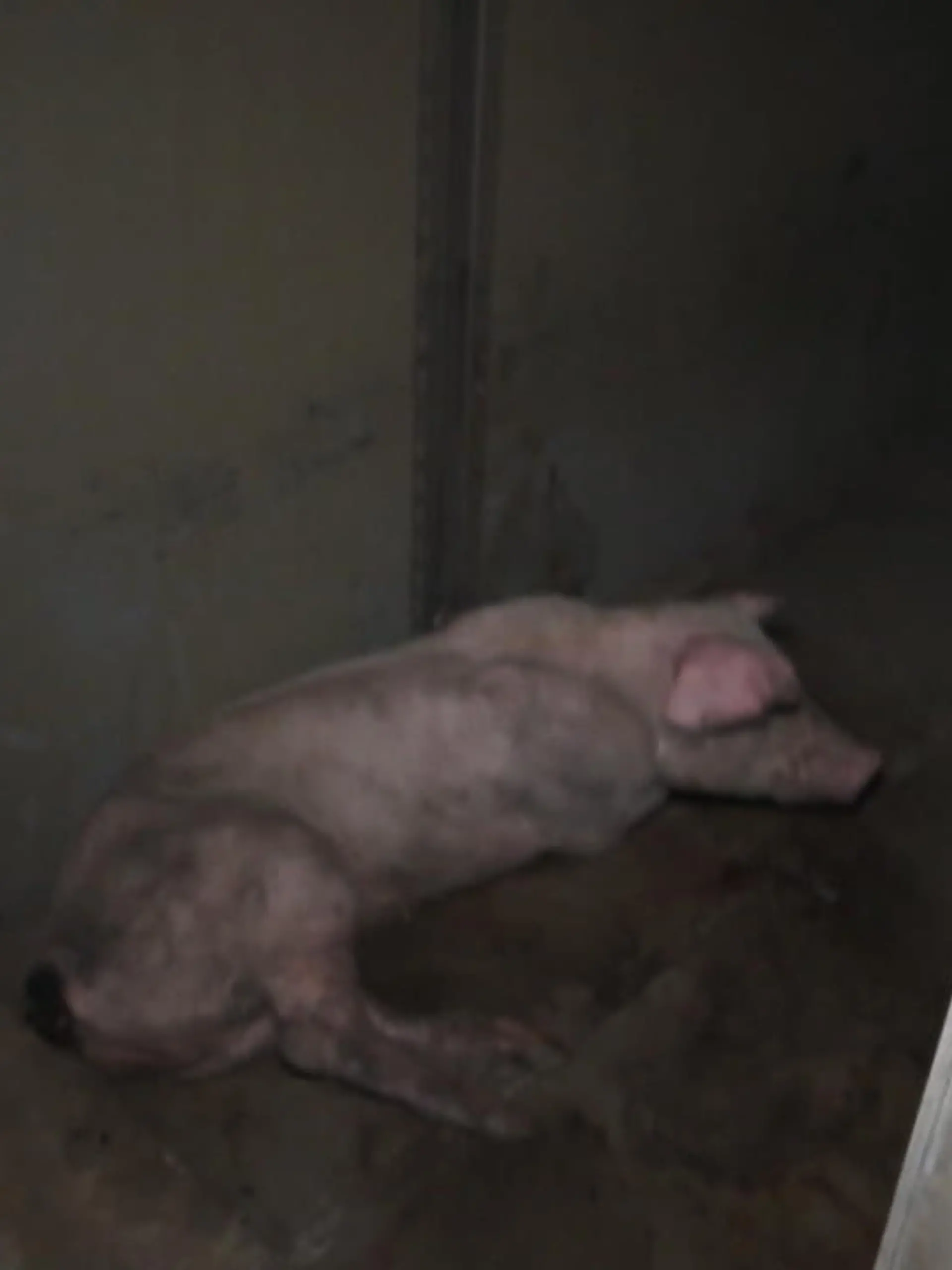 Bild zu: "Bauern rechtfertigen die Tierquälerei"
