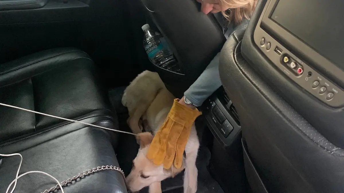 Frau streichelt den Hund