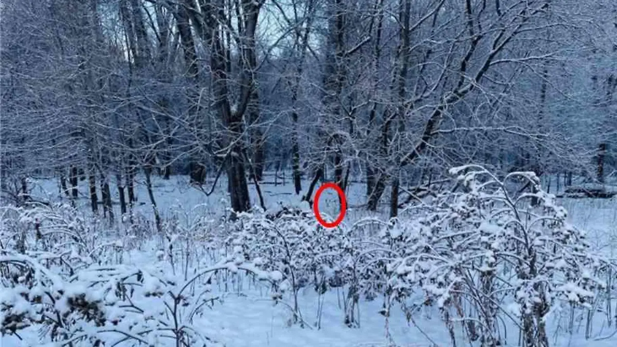 Auflösung Hund im Schnee Suchbild