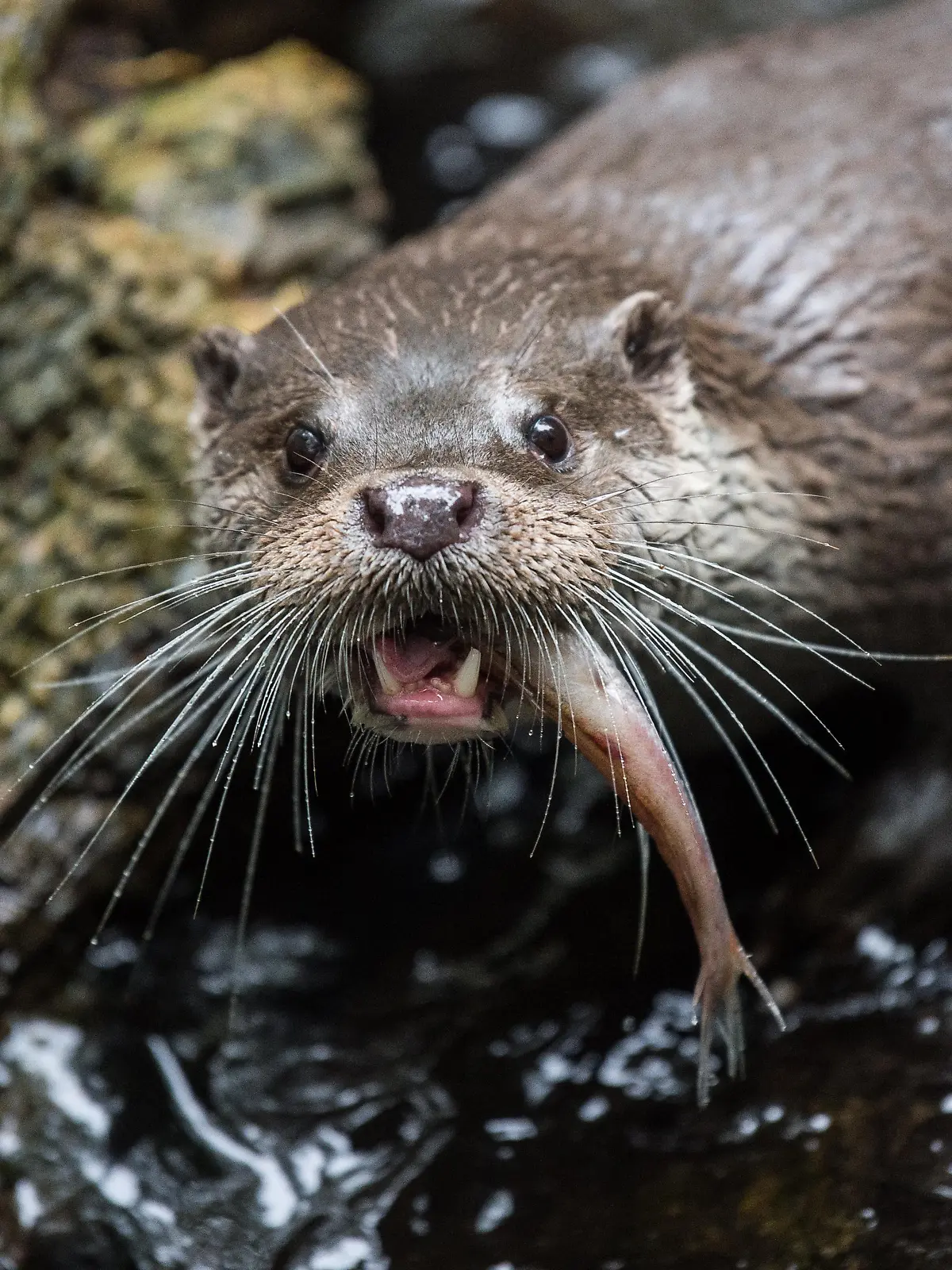 ARCHIV - 10.10.2017, Niedersachsen, Hankensbüttel: Ein Fischotter frisst einen Fisch. (zu dpa «Der Fischotter ist Tier des Jahres 2021») Foto: Silas Stein/dpa +++ dpa-Bildfunk +++