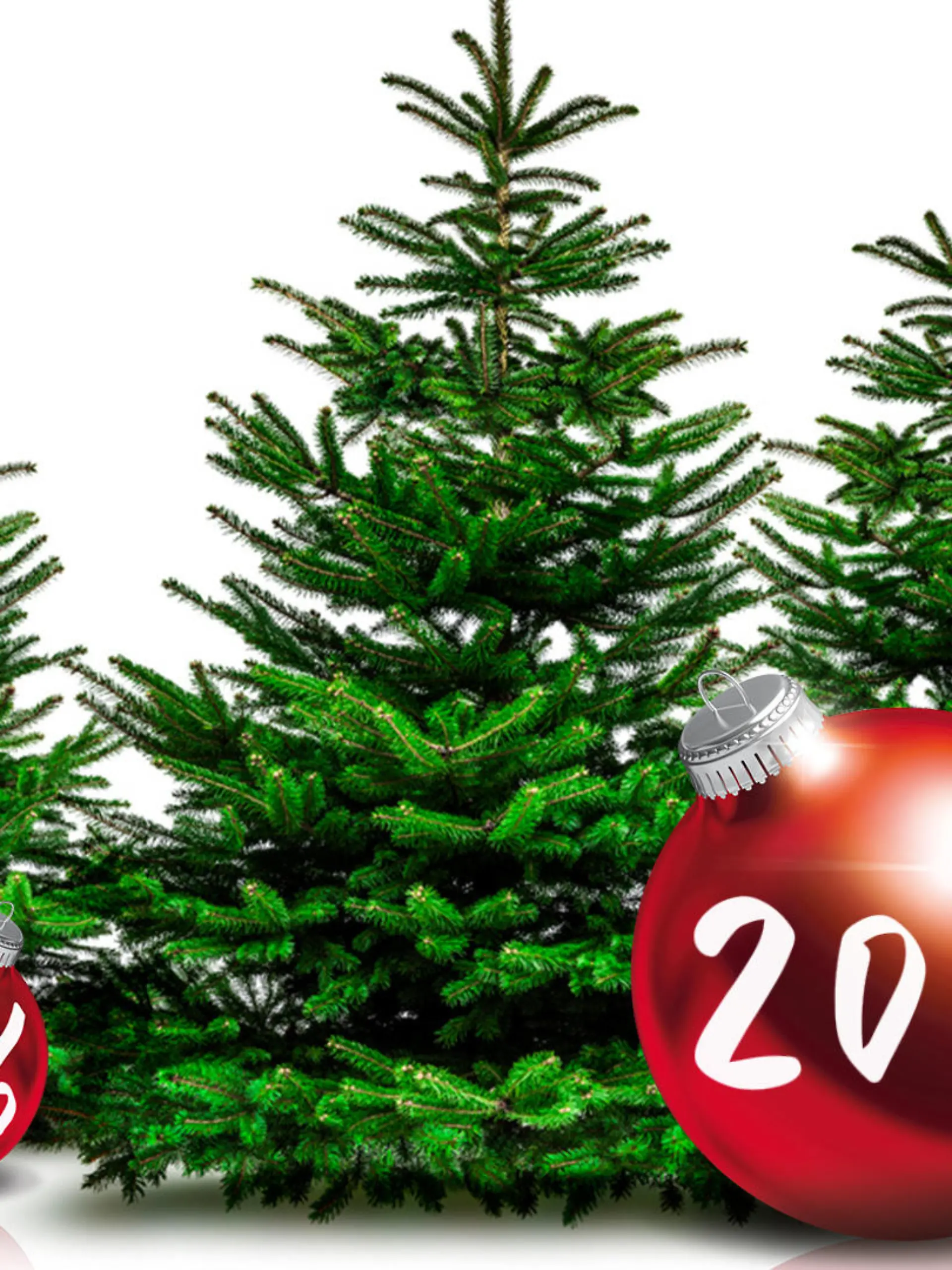 Weihnachtsbäume günstiger kaufen