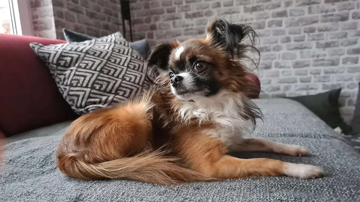 Gismo