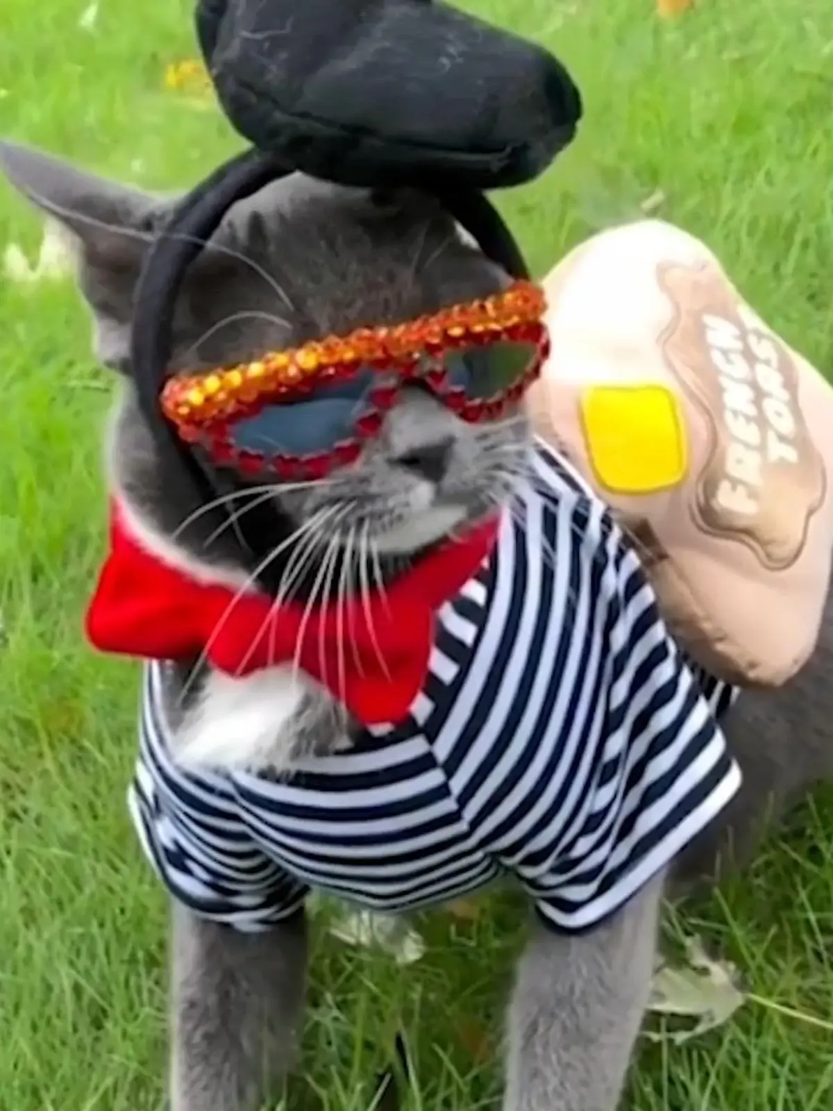 Mit ihrem besonderen Accessoire hebt sich die 'Sunglass Cat' nicht nur von ihren Artgenossen ab, sondern eroberte schon die Herzen von tausenden Fans in den sozialen Netzwerken.