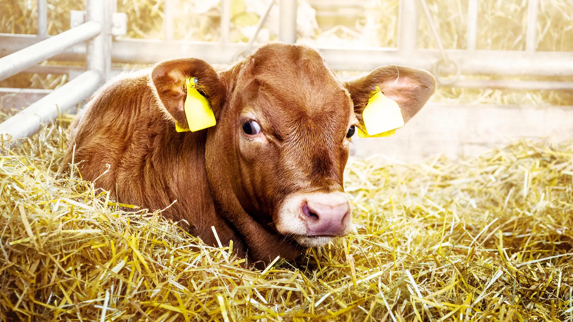 Ein Kalb liegt im Heu