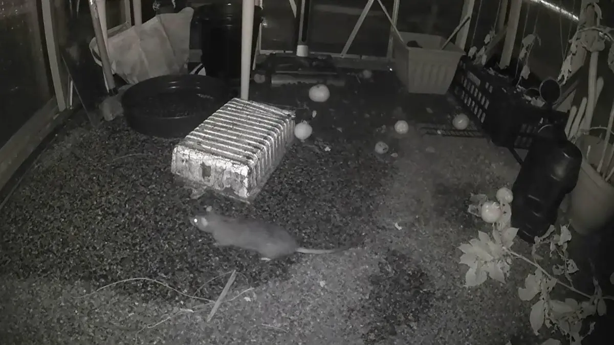 Ratten tyrannisieren die Bewohner von Hattersley.