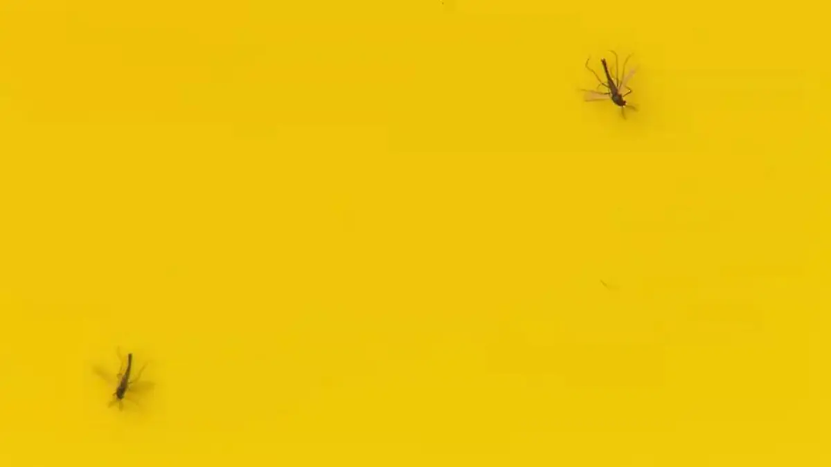 Zwei Trauermücken auf gelbem Hintergrund