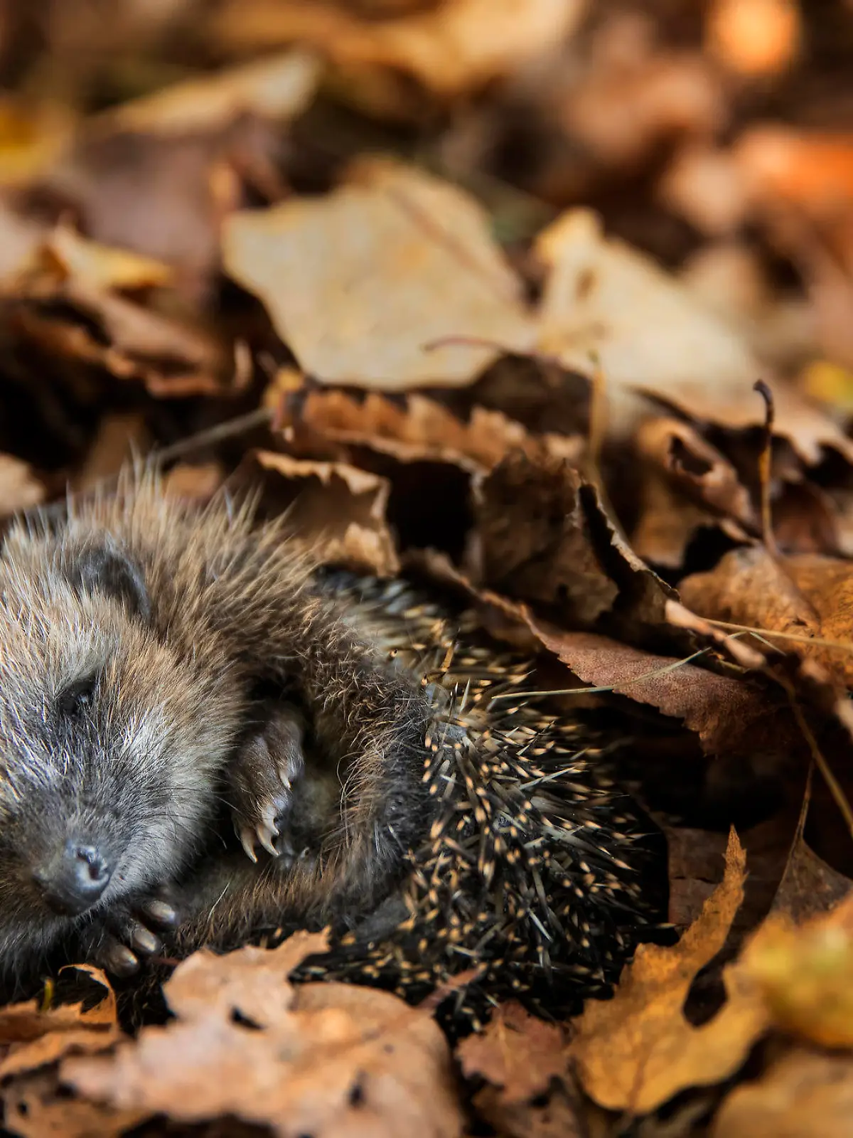 Igel im Herbstlaub