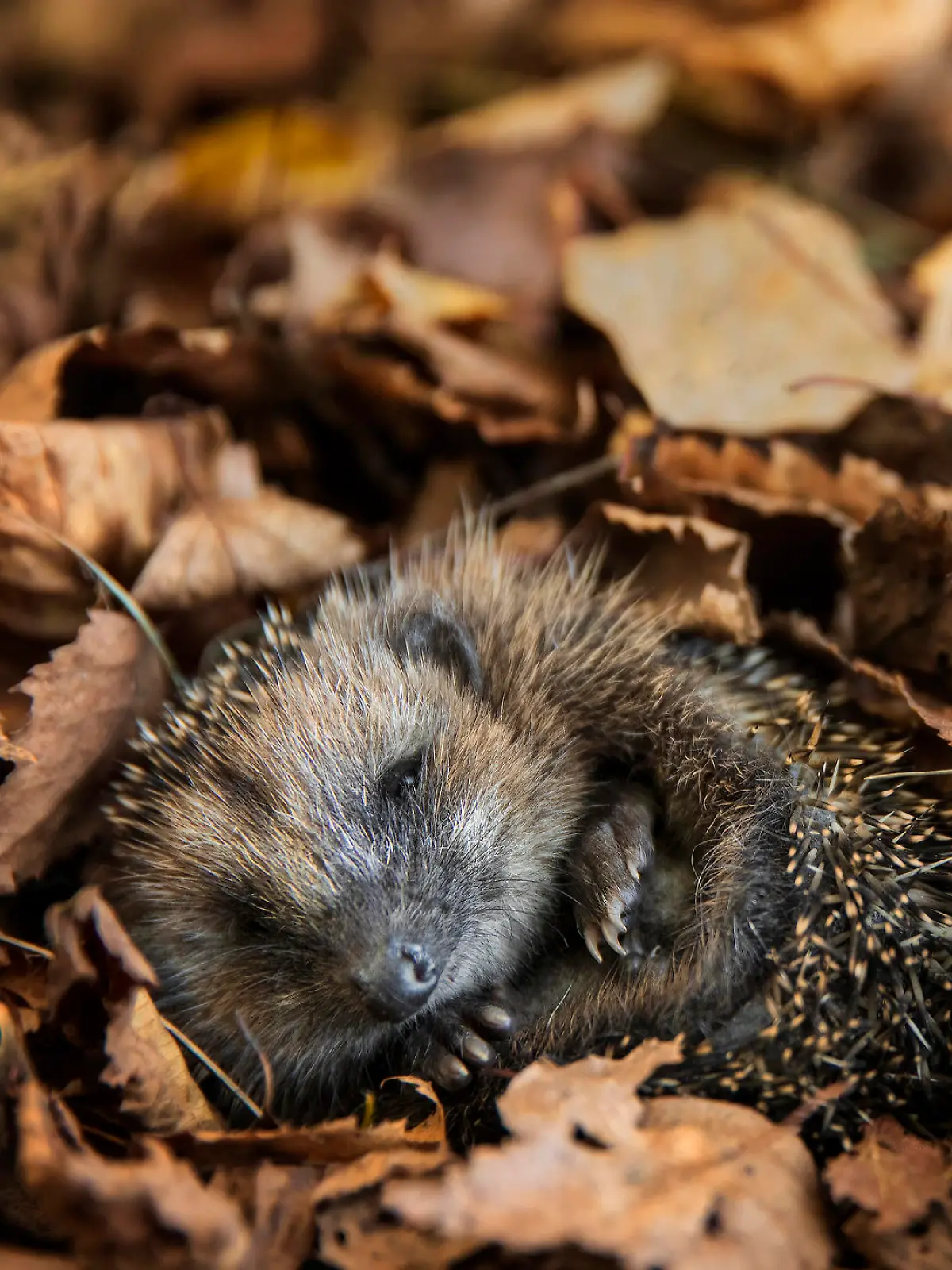 Igel im Herbstlaub