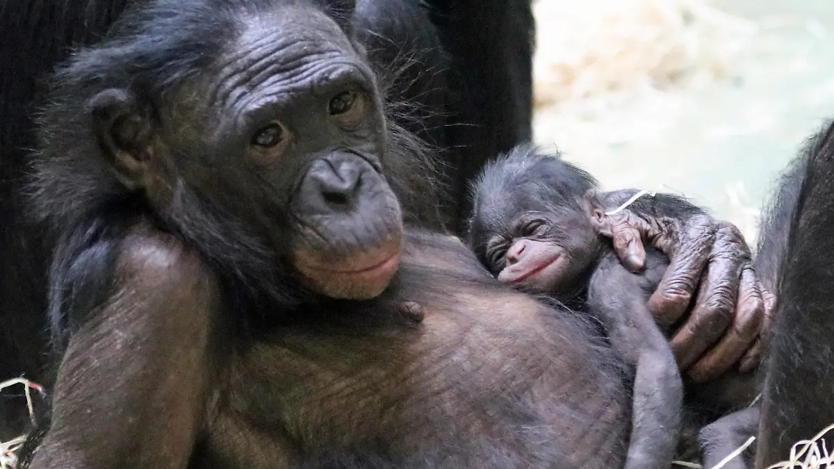 Bonobo-Mutter mit Bonobo-Baby