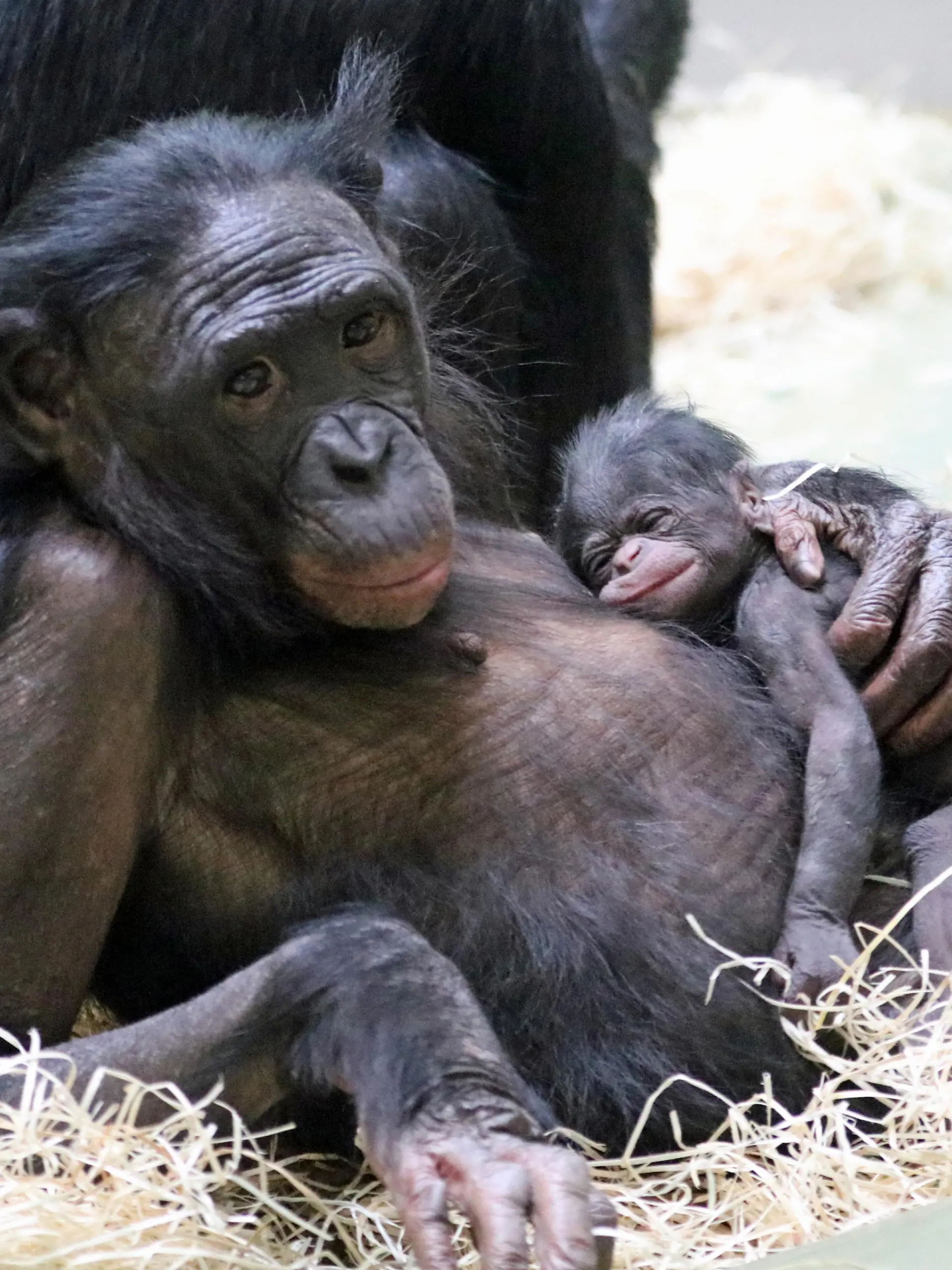 Bonobo-Mutter mit Bonobo-Baby