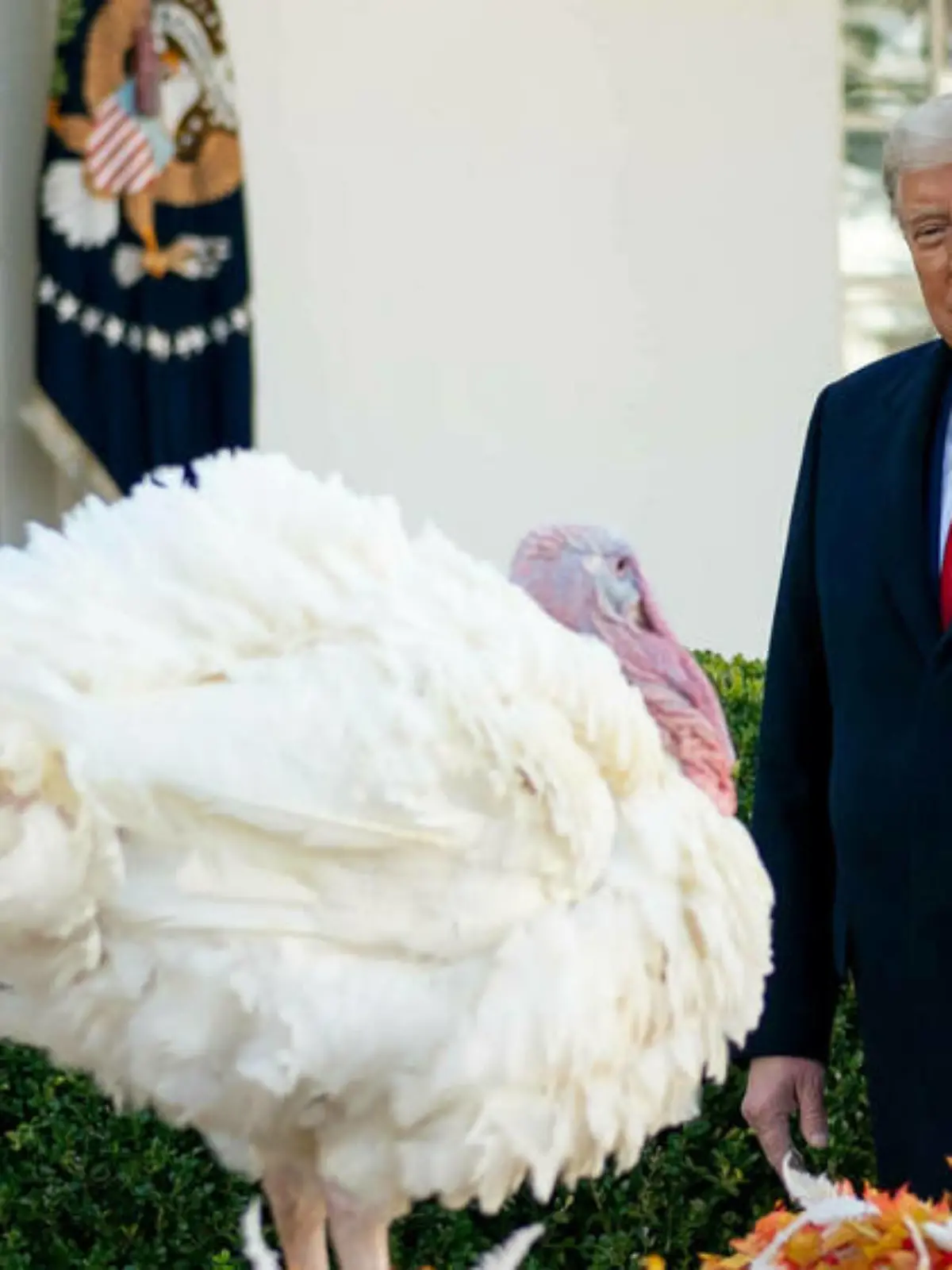Donald Trump begnadigt seinen letzten Truthahn