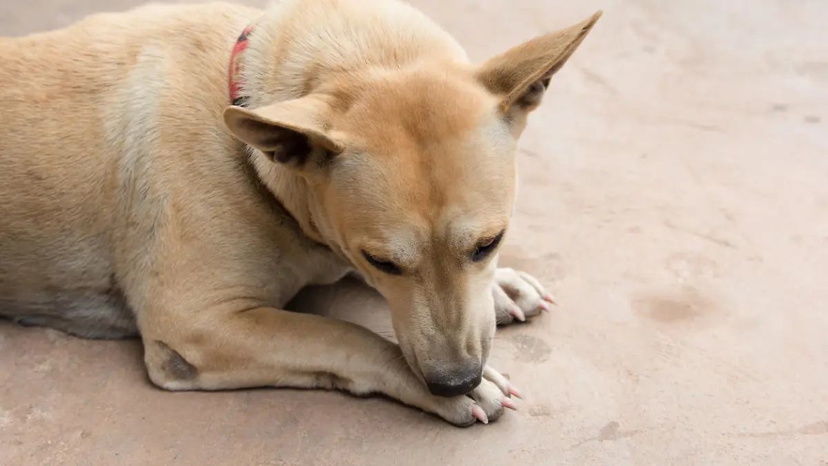 Leckt sich ein Hund ständig die Pfote, kann dies verschiedene Ursachen haben.