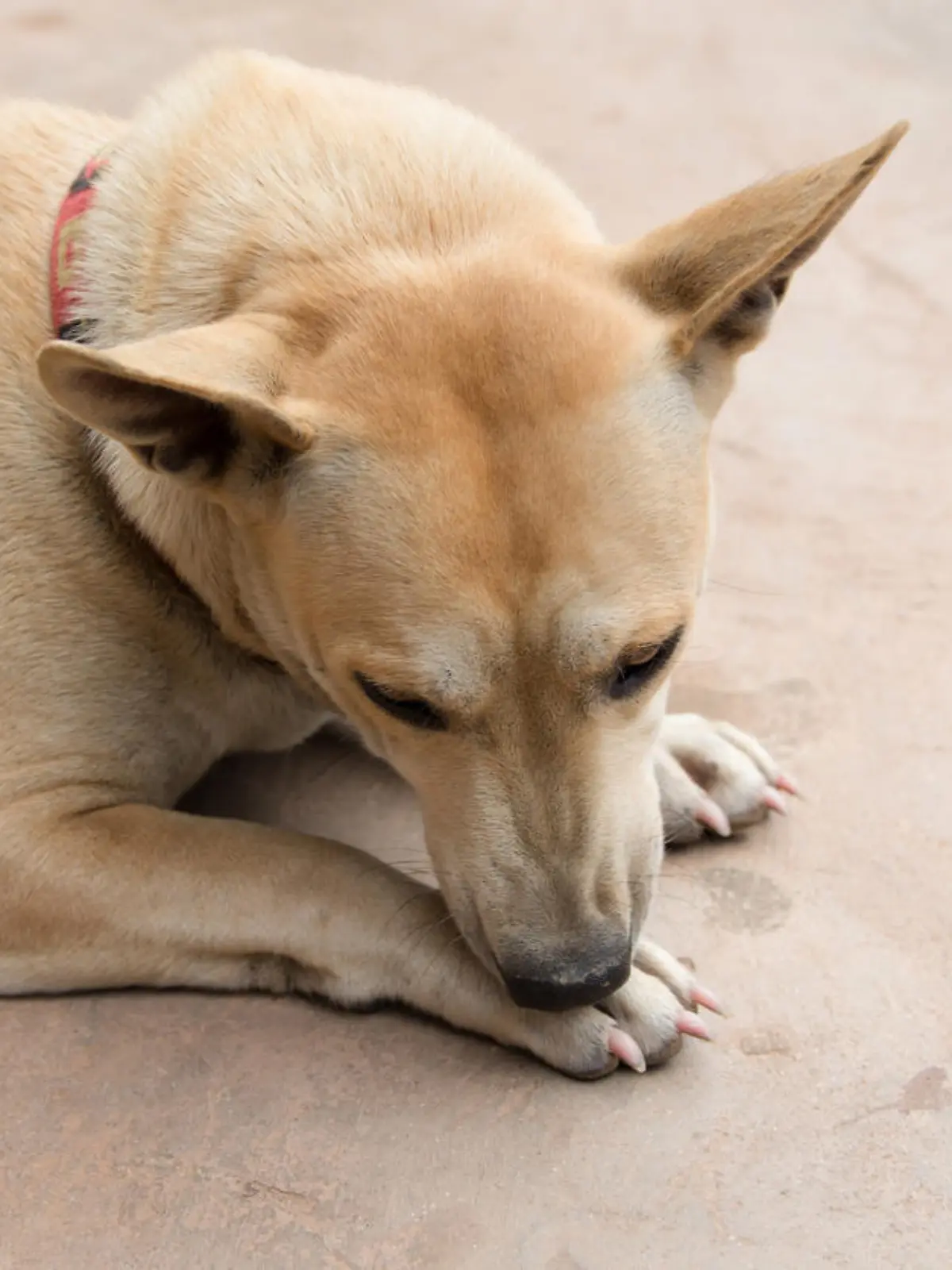 Leckt sich ein Hund ständig die Pfote, kann dies verschiedene Ursachen haben.
