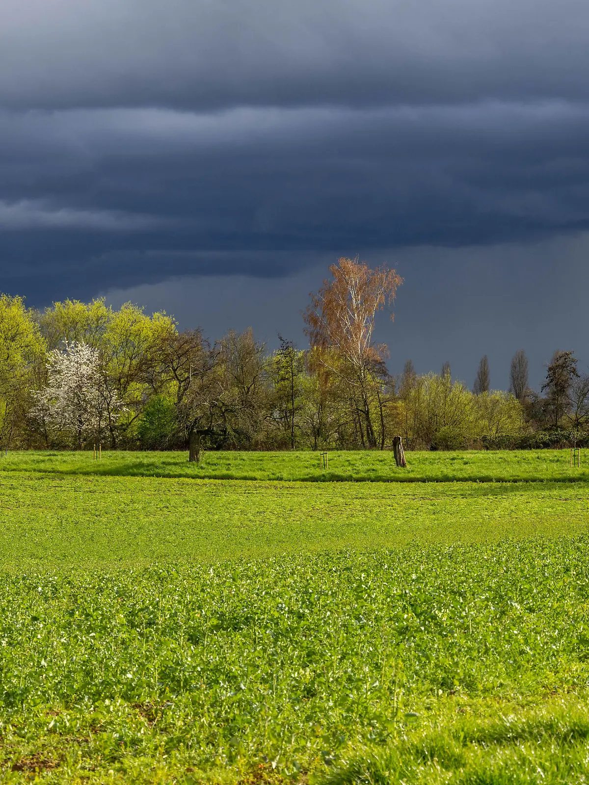 Aprilwetter im Taunus Dunkle Wolken eines Schauers wechseln sich mit Sonnenschein über den Feldern bei Bad Homburg mit blühenden Obstbäumen am späten Nachmittag ab., Bad Homburg Hessen Deutschland *** April weather in Taunus Dark clouds of a shower alternate with sunshine over the fields near Bad Homburg with blossoming fruit trees in the late afternoon , Bad Homburg Hesse Germany