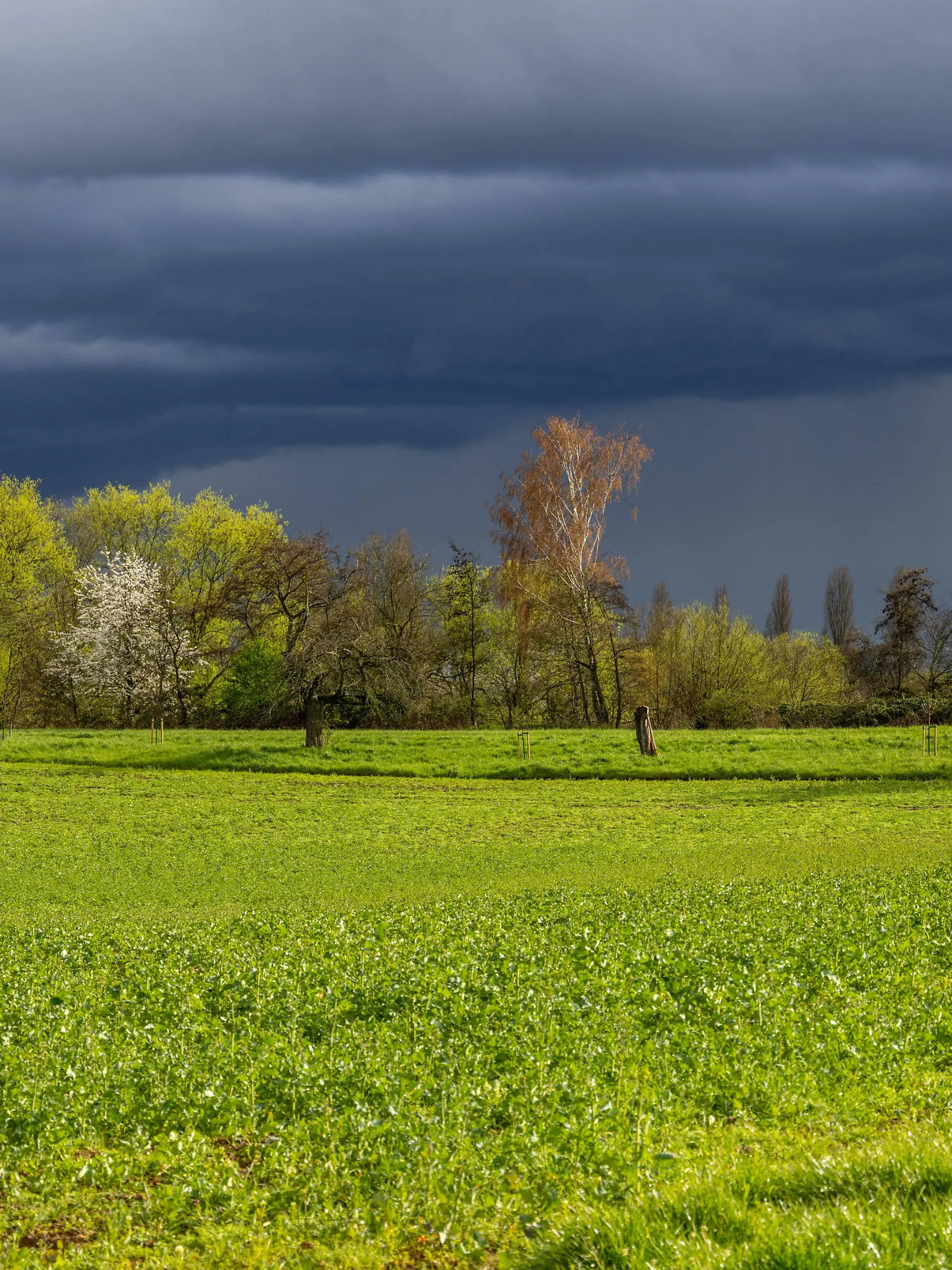 Aprilwetter im Taunus Dunkle Wolken eines Schauers wechseln sich mit Sonnenschein über den Feldern bei Bad Homburg mit blühenden Obstbäumen am späten Nachmittag ab., Bad Homburg Hessen Deutschland *** April weather in Taunus Dark clouds of a shower alternate with sunshine over the fields near Bad Homburg with blossoming fruit trees in the late afternoon , Bad Homburg Hesse Germany