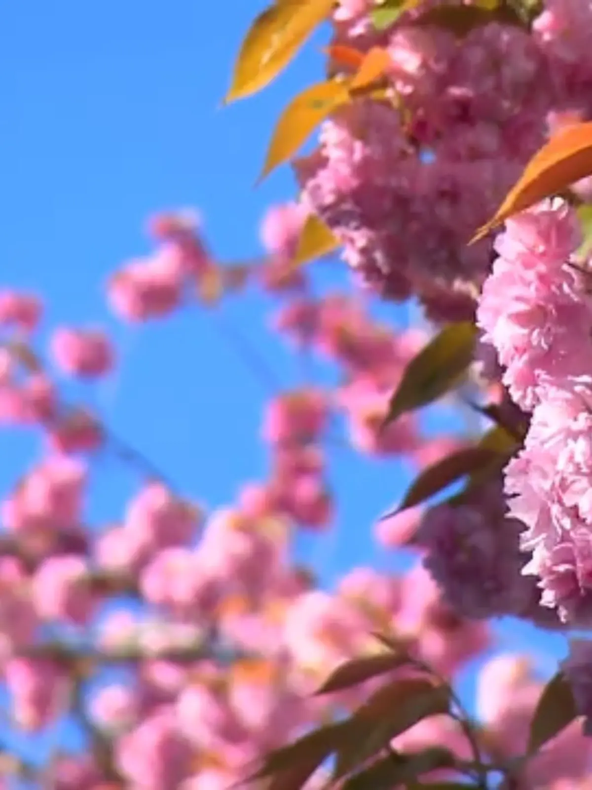 Jedes Jahr zieht die Kirschblüte in Bonn Menschen aus aller Welt in die ehemalige Hauptstadt. Die Bäume in der Altstadt können derzeit in voller Pracht bestaunt werden. Der Andrang freut aber nicht jeden Anwohner. Zu finden ist das Naturspektakel an zwei Orten: In der Heer Straße und in der Breiten Straße. Spätestens Anfang Mai ist der Traum in Rosa in der Regel dann auch schon wieder vorbei.