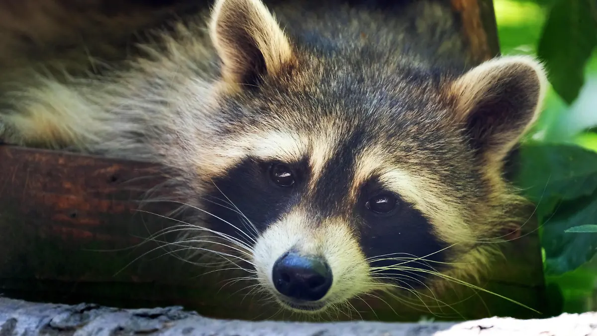 Waschbär in verschiedenen Aktionen. Waschbär *** Raccoon in various actions Raccoon
