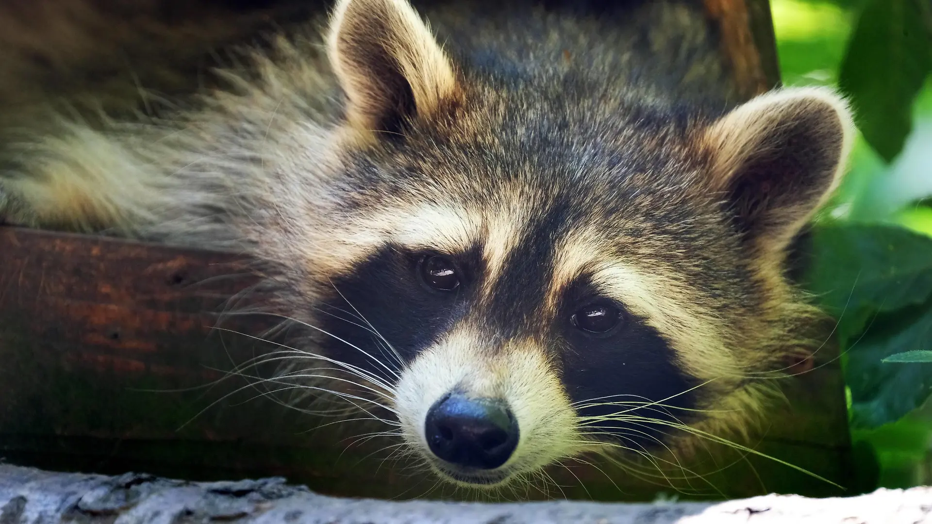  Waschbär in verschiedenen Aktionen. Waschbär *** Raccoon in various actions Raccoon