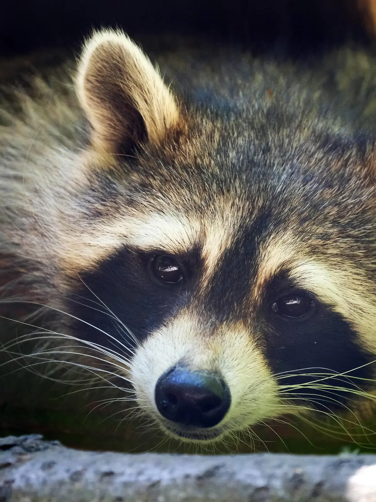  Waschbär in verschiedenen Aktionen. Waschbär *** Raccoon in various actions Raccoon