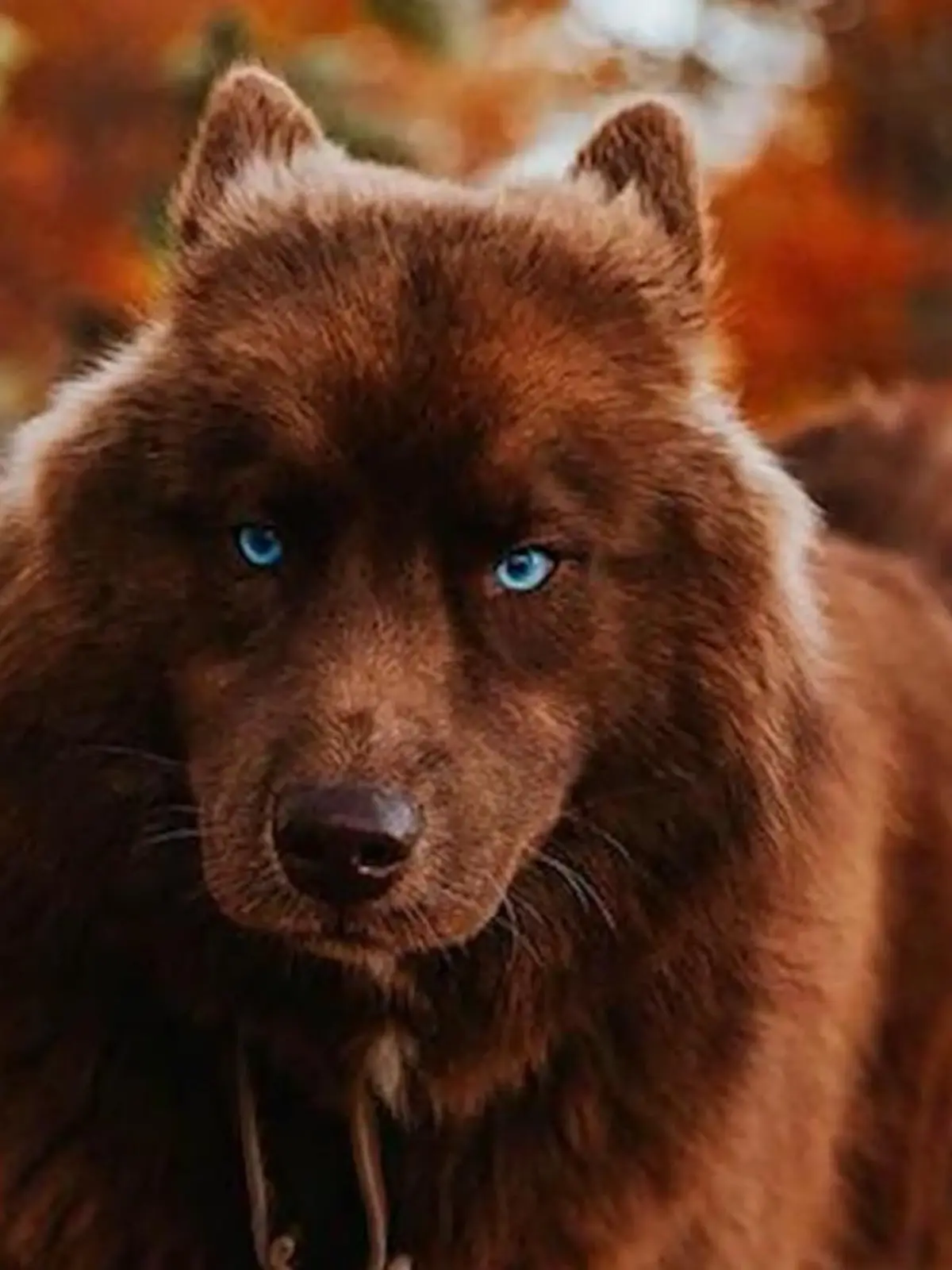 Karamell-braunes Fell und eisblaue Augen - Husky SeQuoi ist ein echter Hingucker!
