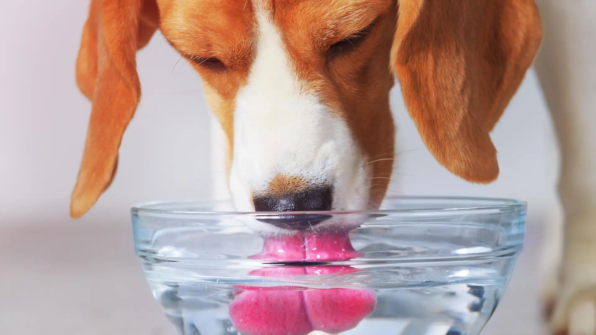 Hund trinkt aus Schüssel