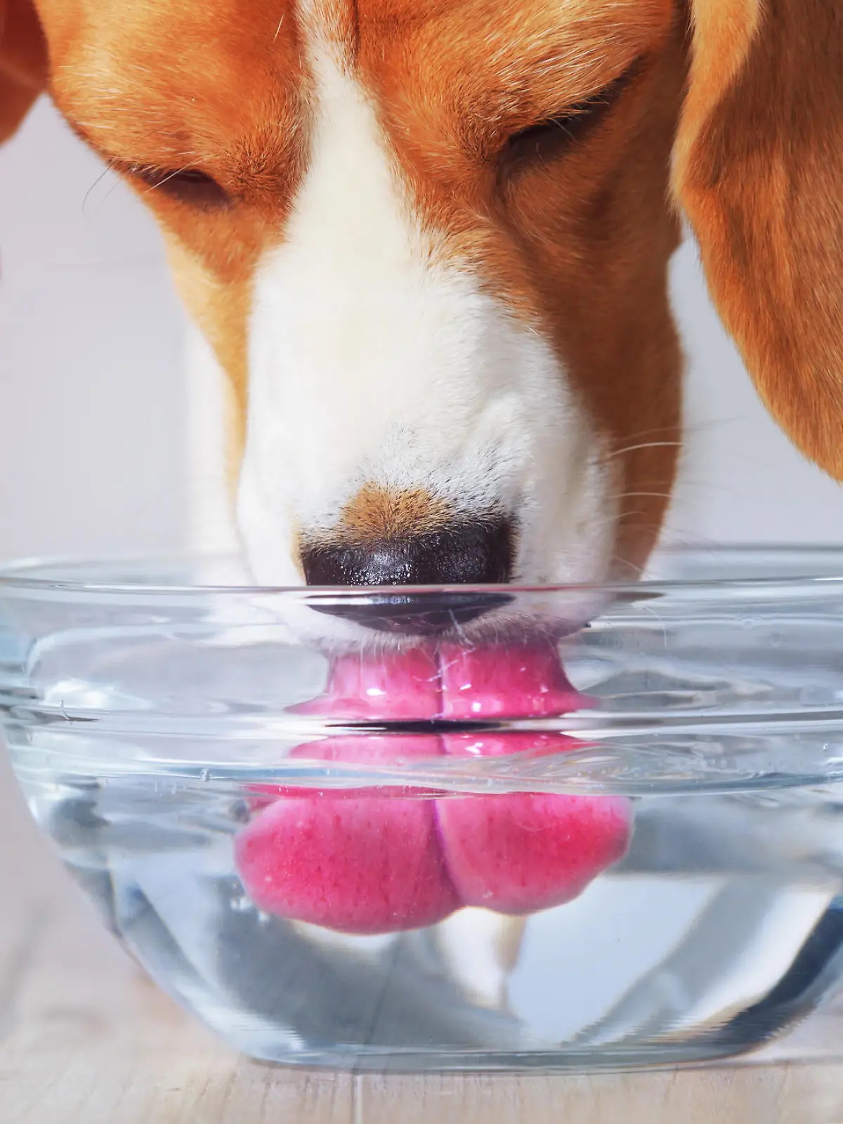 Hund trinkt aus Schüssel