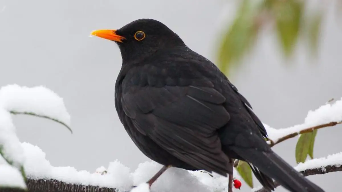 Amsel sitzt auf dem schneebedeckten Ast