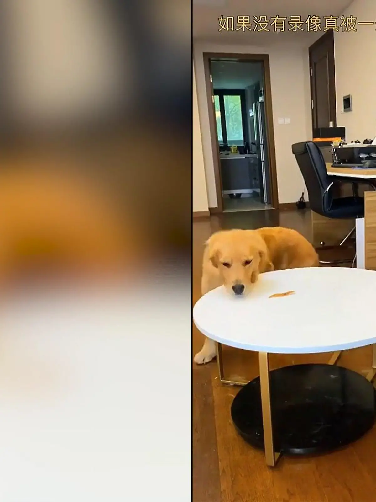 Bild zu: "Golden Retriever stibitzt Leckerlis"