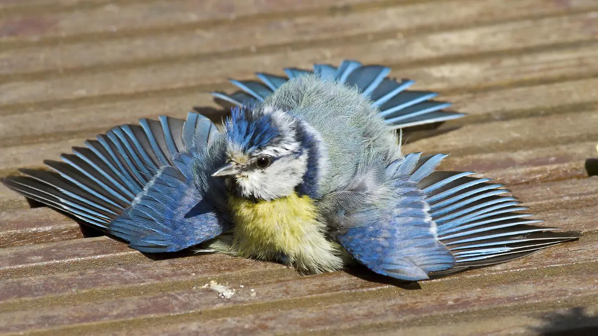 Blaumeise, Blau-Meise (Parus caeruleus, Cyanistes caeruleus), sonnt sich auf der Terrasse, Deutschland | blue tit (Parus caeruleus, Cyanistes caeruleus), sunbathing on terrace, Germany | Verwendung weltweit