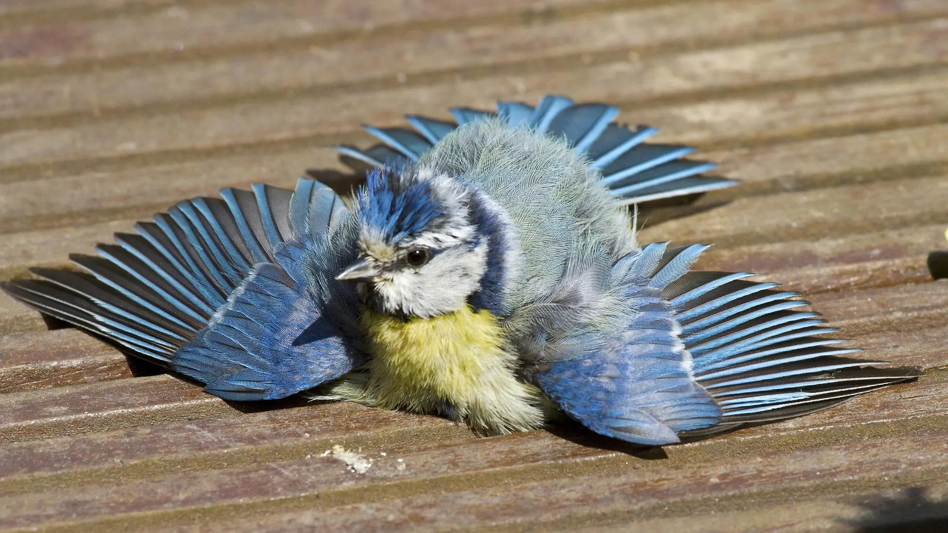 Blaumeise, Blau-Meise (Parus caeruleus, Cyanistes caeruleus), sonnt sich auf der Terrasse, Deutschland | blue tit (Parus caeruleus, Cyanistes caeruleus), sunbathing on terrace, Germany | Verwendung weltweit