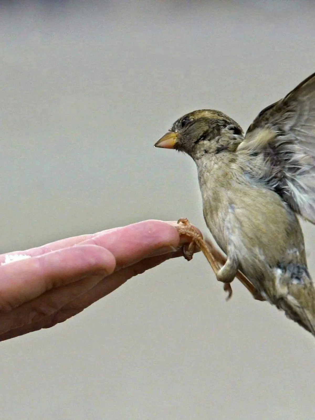 ARCHIV - Ein Spatz ist in Berlin im Landeanflug auf eine mit Brotkrumen gefüllte Hand (Archivfoto vom 21.05.2003). Der Spatz ist in Deutschland zunehmend gefährdet: Der Bestand des Haussperlings ist nach Angaben von Naturschützern in den vergangenen 15 Jahren um 15 Prozent zurückgegangen. Betroffen davon ist besonders die Population in den alten Bundesländern. In Nordrhein-Westfalen und Bayern soll der Haussperling sogar auf die rote Liste der gefährdeten Arten gesetzt werden. Das geht aus der Studie «Vögel in Deutschland 2007» hervor, den die Präsidentin des Bundesamtes für Naturschutz (BfN) am Montag (12.11.2007) in Bonn vorstellte. Foto: Miguel Villagran dpa/lnw +++(c) dpa - Bildfunk+++