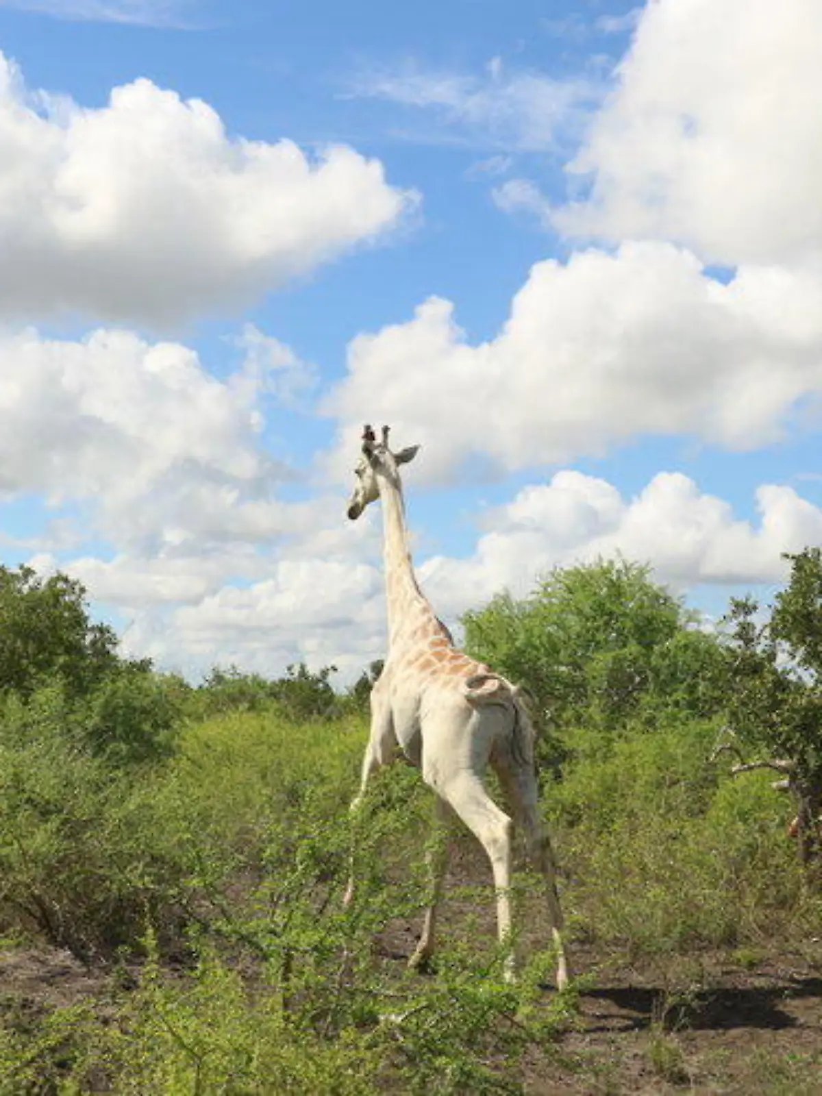 Weltweit einzig verbleibende weiße Giraffe